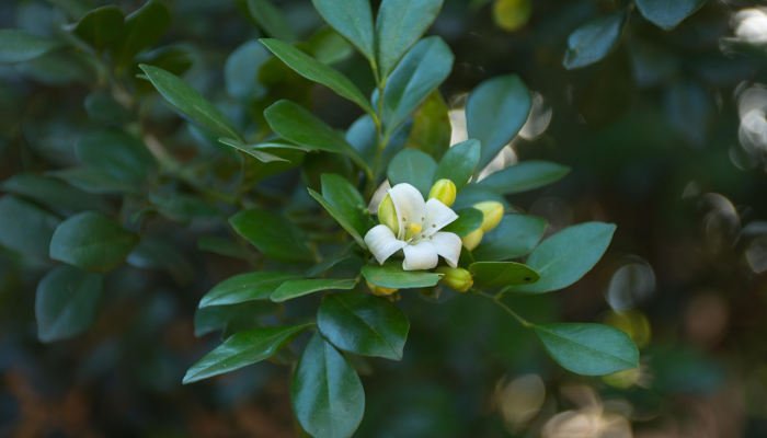 徐州铜山疫情最新:防疫措施与社区关怀 徐州铜山疫情最新:防疫措施与社区关怀