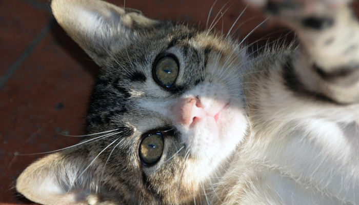 资溪最新疫情消息:最新动态与防疫措施解读 资溪最新疫情消息:最新动态与防疫措施解读