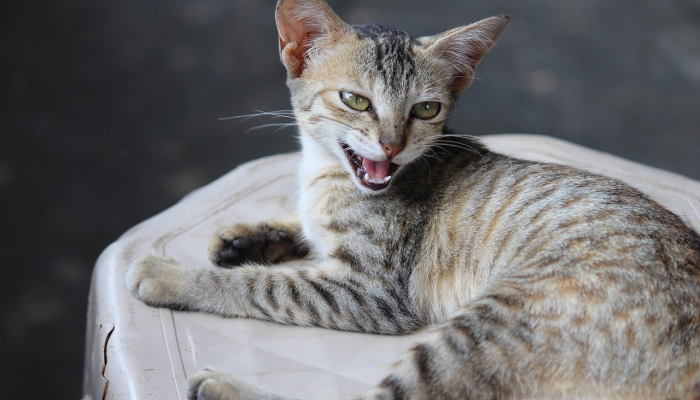 疫情最新报道检查：全球健康前沿的实时动态