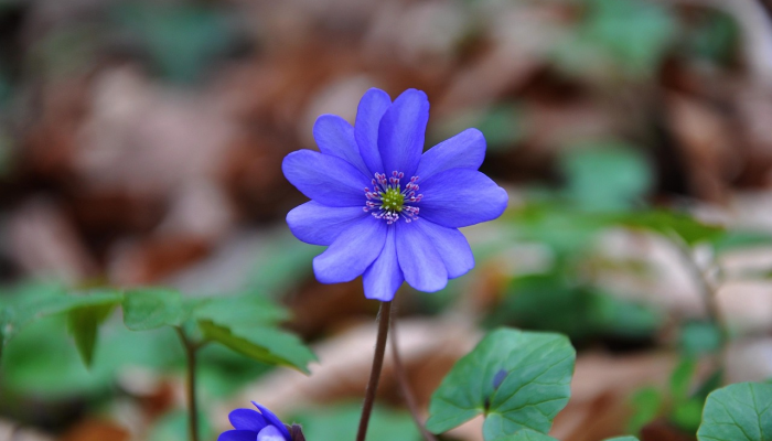 松原疫情最新地图分布：保护健康，从细节做起